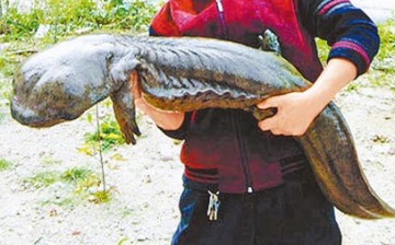 At 23, Han Han is considered as one of the biggest Chinese giant salamanders.