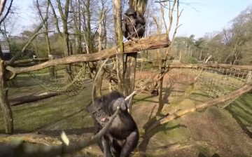Chimp plans to whack out a drone camera and wins.