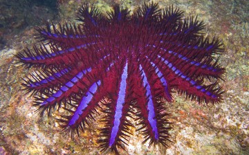 An autonomous robot will hunt and kill an invasive starfish species that is destroying the Great Barrier Reef.