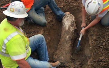 Mammoths and bison fossils were found in a construction site in Carlsbad.