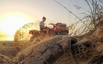 Green turtle finishing her nesting as the sun rises on the Archie Carr National Wildlife Refuge.