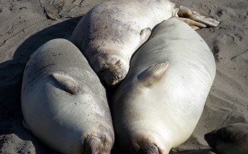 These cute elephant seals are shedding toxic mercury into coastal waters.