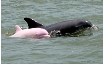 Pinky is an extremely rare bottlenose dolphin found in Calcasieu Lake.