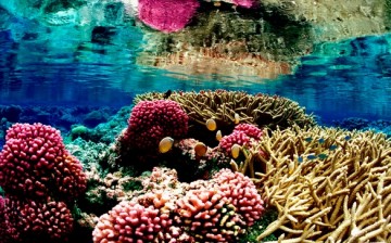 Coral reefs in Hawaii are at risk of bleaching due to rising ocean temperatures to 2 degree Celsius.