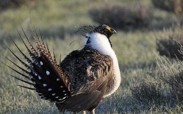 The sage grouse will soon be placed under the Endangered Species Act due to wildfires ravaging their habitats.