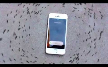 Ants are seen here circling an iPhone in the viral video.