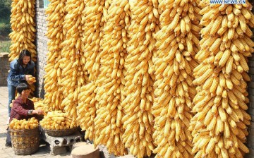Corn production has increased in China, causing prices to go down.