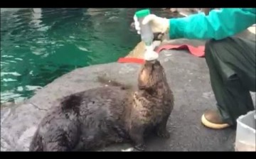Mishka the Sea Otter