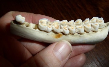 Teeth enamel originates from scales of prehistoric fish.