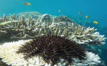 Crown of thorns starfish prey on coral reefs in the Great Barrier Reef.