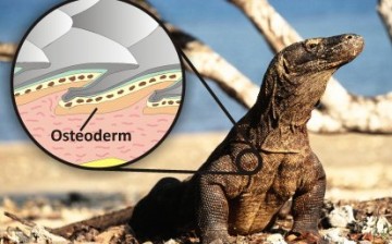 The living Komodo dragon and illustration showing how the osteoderm bone reinforces the scales and acts like body armor.