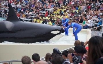 The California Coastal Commission approves SeaWorld's project to build bigger orca tanks but bans whale breedings.