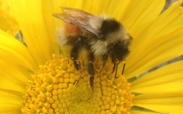 Bombus sylvicola is one of two bumblebee species in the central Rocky Mountains that has responded to a decline in flowering in alpine habitats by evolving a shorter tongue, an adaptation that favors generalist feeding. 