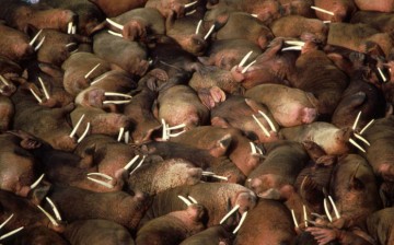 Walrus herd.