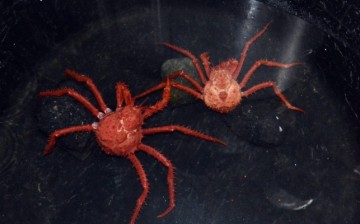 Due to climate change allowing king crabs to the Antarctic continental ice shelf, these predators can potentially disrupt marine fauna.