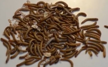 Plastic degradation by mealworms rested on their powerful gut bacteria, a recent study uncovered.