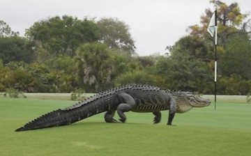 Alligator on Golf Course