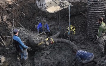 Farmer discovers mammoth remains in Lima Township, Michigan.