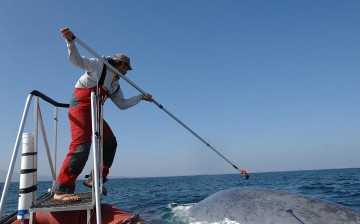Ari Friedlaender of Oregon State University tags a blue whale. Image collected under NOAA Fisheries permit.