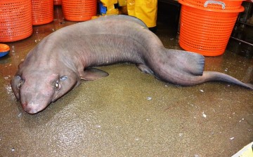 The rare sofa shark has been spotted again in Scotland waters after 10 years. 