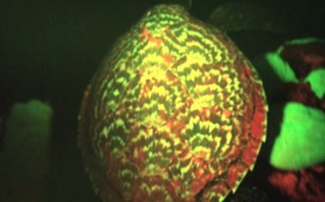 This hawksbill sea turtle in Solomon Islands is the first turtle that possesses biofluorescence.