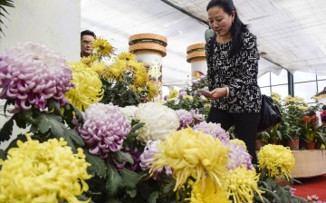 A visitor takes photos of chrysanthemums.