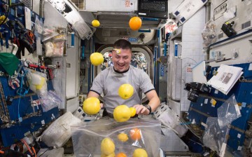 NASA astronaut Kjell Lindgren corrals the supply of fresh fruit that arrived on the Kounotori 5 H-II Transfer Vehicle (HTV-5.)