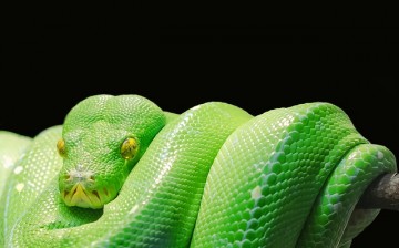 Even if snakes are limbless, they still possess the genome for growing limbs to develop external genitalia.