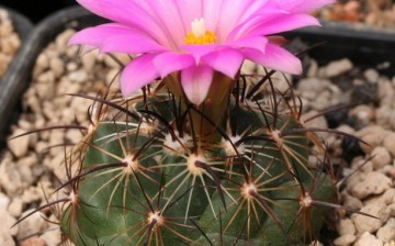 The Coryphantha ramillosa is a rare cactus species listed as endangered.