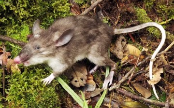 A new species of mammal called the hog-nosed rat is found in Sulawesi island, Indonesia.