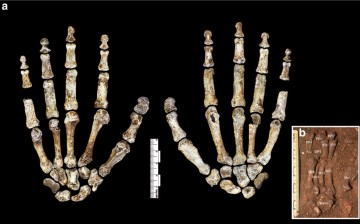 Homo naledi's hands and feet bones had similar features with modern humans too.