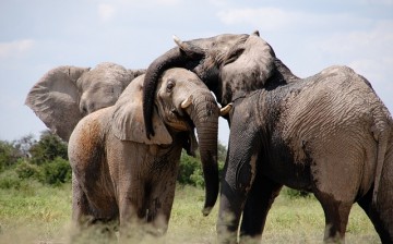 Elephants possess multiple gene copies of p53 that protects them from cancer.