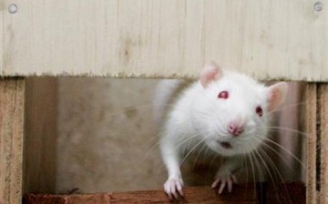 Scientists successfully recreated a portion rat's brain on a computer.
