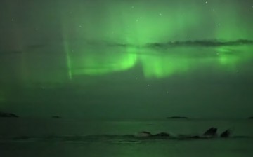 Humpback whales playing under the northern lights in Tromsø, Norway.