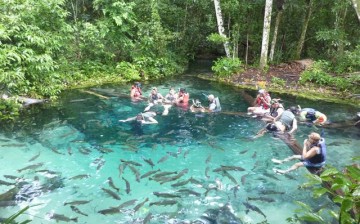 Tourists in Brazil interact with fish in a tributary of the Cuiabá River.