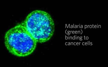 Malaria Protein (green) and Cancer Cells