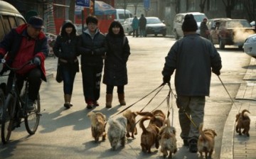 Among pet animals, dogs are popular among pet owners, accounting for 62 percent of the total pet population in China.