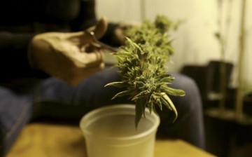 Homegrown Marijuana Plant 