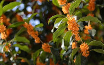 Fragrant sweet osmanthus plants are ideal for the Shanghai climate because they can withstand high and low temperatures.