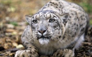 There are only 4,000 snow leopards left in the Himalayas.