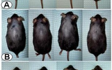 Drug-Treated Bald Mice