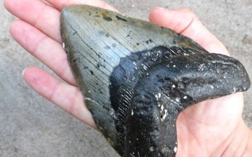 Megaladon shark tooth found along the beaches of North Carolina.