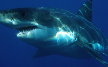 A cluster of 20 great white sharks was spotted near the shore of Pacifica, San Francisco.