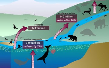 This diagram shows an interlinked system of animals that carry nutrients from ocean depths to deep inland — through their poop, urine, and, upon death, decomposing bodies. Here, the red arrows show the estimated amounts of phosphorus and other nutrients t