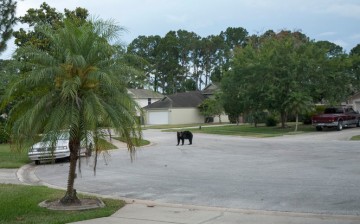 A black bear in a neighborhood of Daytona Beach, Florida, last year 