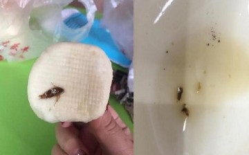A cockroach in a steamed bun and two aphids from a vinegar container as captured by two separate customers in two different branches of Qingfeng.