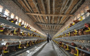 Chickens are seen at a poultry farm in Yuncheng, China, on April 18, 2013.