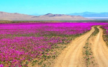 Malva flowers grow on the Atacama Desert every five to seven years.