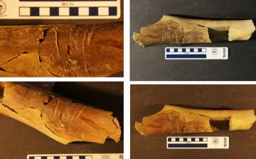 Grooves on fossilized bones revealed the T-rex's cannibalistic habits.