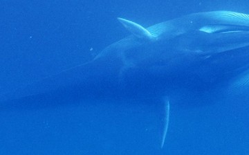 So little is known about Omura's whales that scientists are unsure how many exist or how rare the species is. To date, the team has catalogued approximately 25 individuals through photographic identifications.